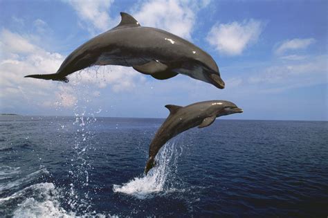 Bottlenose Dolphin Facts: Behavior, Senses, Diet