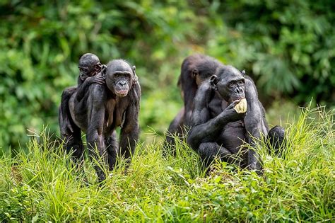 Bonobo Facts - Animals of Africa - WorldAtlas