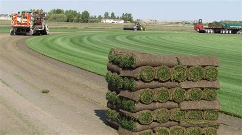 Silver Lake Sod Farm – Elite Sod Growers Serving Southern Alberta & Saskatchewan