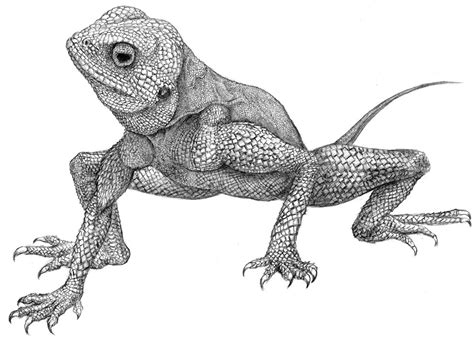 Lizard by ReiMarahu.deviantart.com on @deviantART | Drawings, Lizard, Traditional art