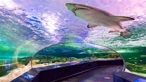 How to Get to the Aquarium in Toronto: A Comprehensive Guide for Visitors