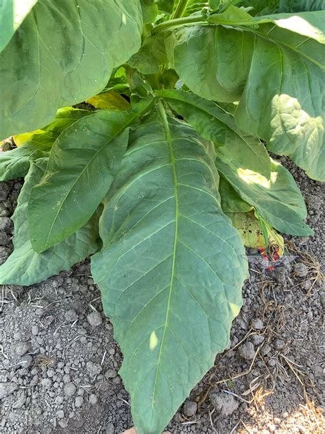 Mississippi Heirloom Tobacco - Victory Seeds® – Victory Seed Company