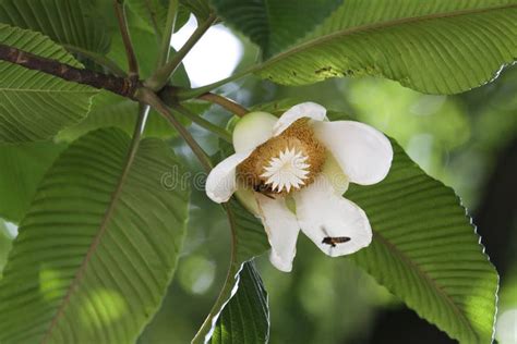 Beautiful Elephant Apple Flower Stock Photo - Image of dilleniaceae ...