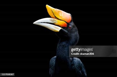 721 Black Hornbill Stock Photos, High-Res Pictures, and Images - Getty ...