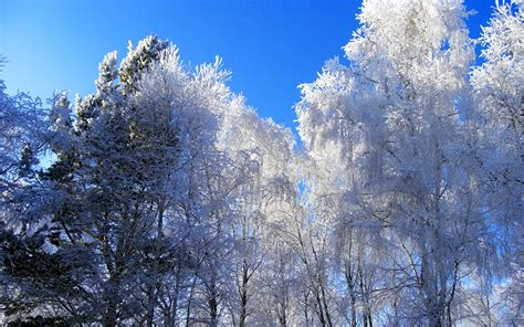 Winter, Hoarfrost, Trees, Kroner, Blue, White, Clearly, Sky, Gray hair wallpaper ...