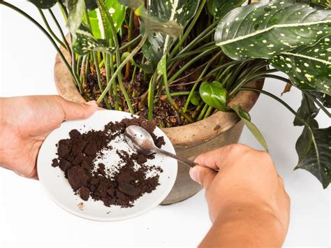 Coffee Grounds & Gardening: Using Coffee Grounds As Fertilizer