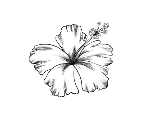 hibiscus flower tattoo outline - Clip Art Library