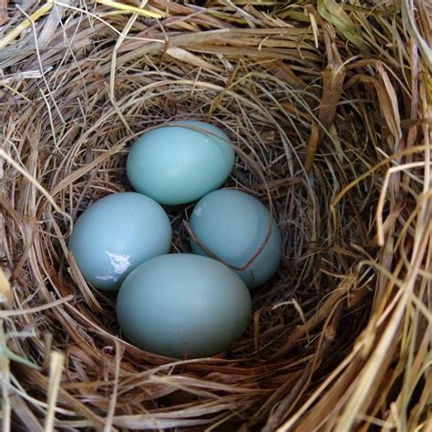 bluebird eggs - Elaine Mansfield