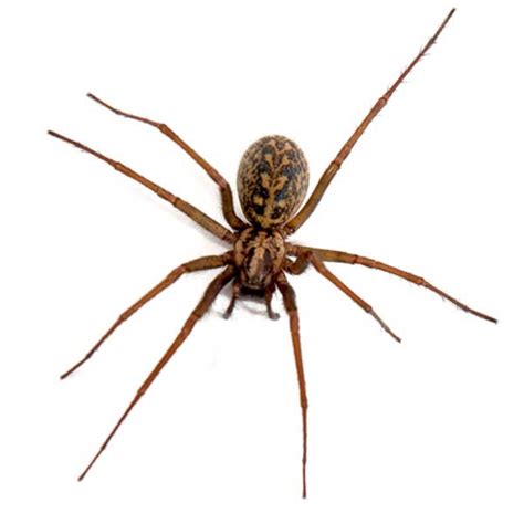 Hobo Spider Identification & Info | Arrow Exterminating Company, Inc. - Pest Control and ...