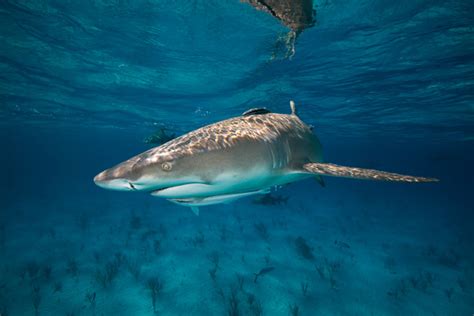 Snaggletooth Shark - Freediving in United Arab Emirates. Courses, Certificates and Equipment