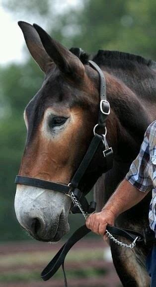 Pin by Ellen Sensel on Equine Real & Myth | Horses, Mules animal ...