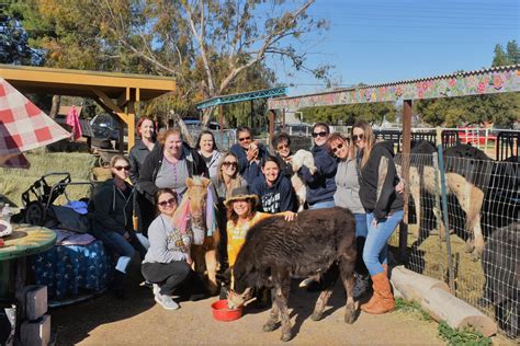 Volunteer — Aimee's Farm Animal Sanctuary