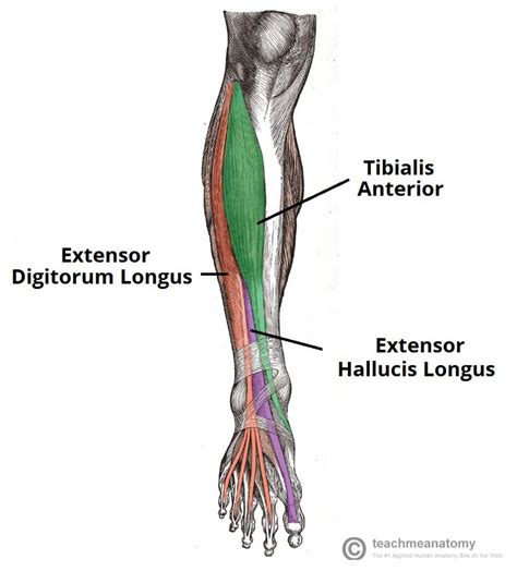 Muscles of the Anterior Leg - Attachments - Actions - TeachMeAnatomy