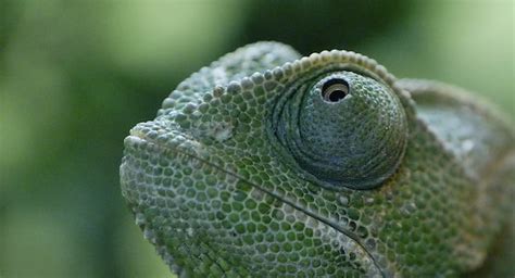 Researchers Reveal How Chameleon's Eyes Work | Environment News