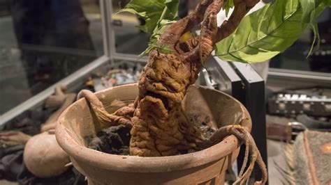 The Real Life Plant That Inspired The Mandrakes In Harry Potter