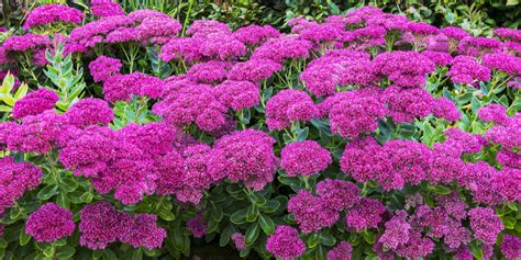 How To Plant & Grow Sedum - A Hardy Perennial With Stunning Fall Color!