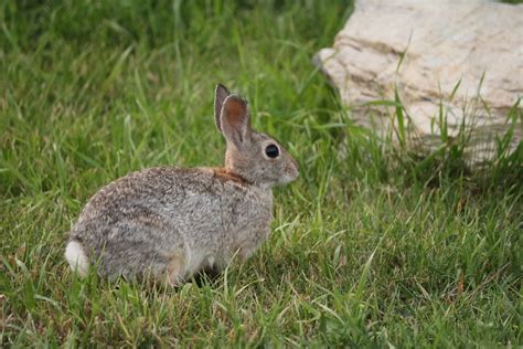 Cottontail Rabbit Free Stock Photo - Public Domain Pictures