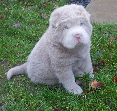 Rare Lillac Color Bear Coat Shar Pei Puppy. I have never seen one of those in my life! They are ...