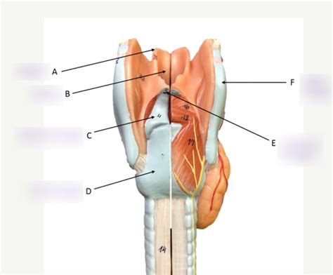 Anatomy Of Larynx Model