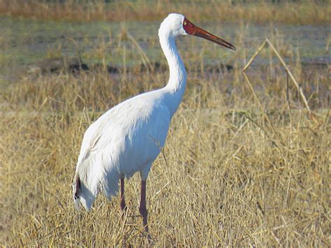 Siberian Crane - eBird