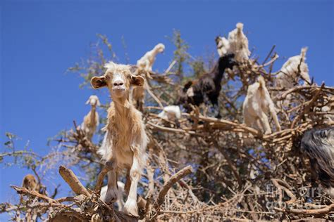 Goat Tree Photograph by Eva Lechner - Pixels