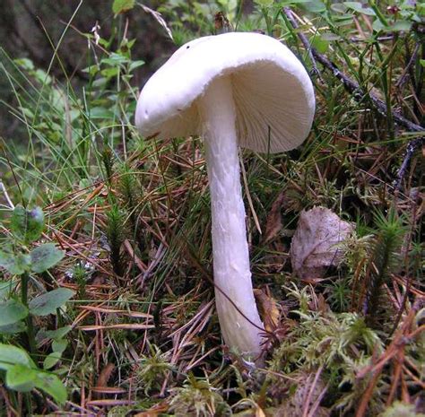 Amanita virosa, Cogumelo Anjo Destruidor | Tomas Rosprim