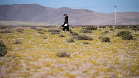 Atacama Desert bursts with color in rare wildflower bloom - ABC News