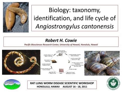 taxonomy, identification, and life cycle of Angiostrongylus cantonensis