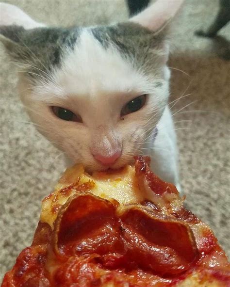 Pizza Cat 🍕 : r/aww