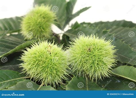 Sweet chestnut stock photo. Image of botany, plant, collect - 33435574