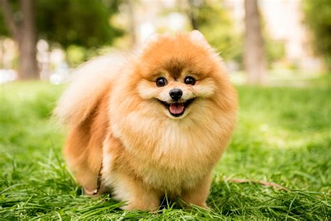 Teacup Pomeranian Breed Guide (Traits, Cost & More) - Dog Food Care