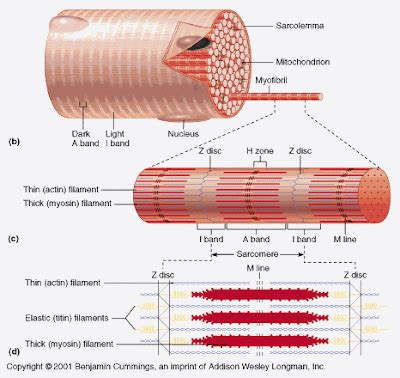 Learning Smart: Muscle contraction in vertebrates