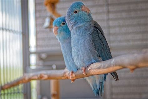 Do Parrotlets Make Good Pets? - Parrot Website