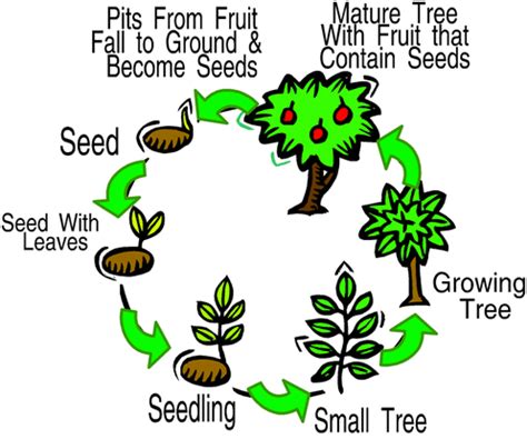 Life cycle of a tree and how nat... - Australia's bush and trees!