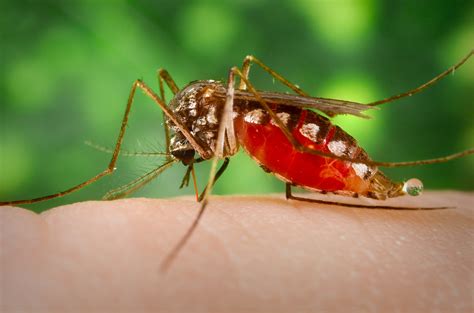 biology - Do mosquitoes urinate on you when they bite you? - Skeptics Stack Exchange