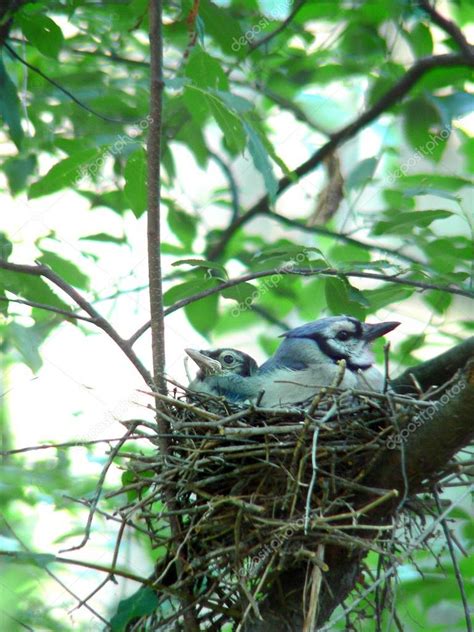 Pictures: female blue jay picture | Blue jay nest — Stock Photo ...