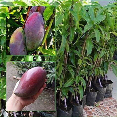 Amazon.com : 1 GRAFTED Mango Tree plant Nam-Dok-Mai Si Mueng 18" Tall Thai Purple Mango Fruit ...