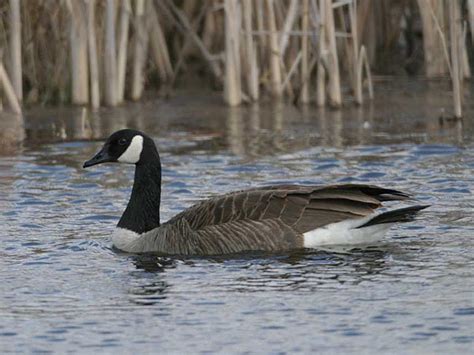 Canada Goose Identification