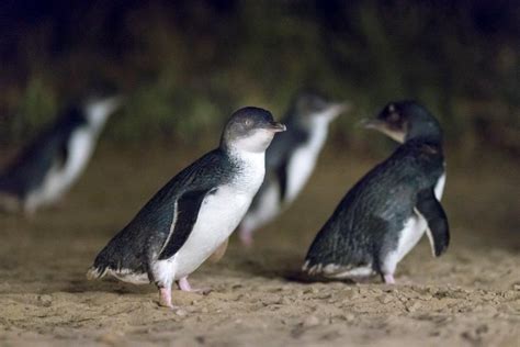 Watching Penguin Parade At Phillip Island Melbourne