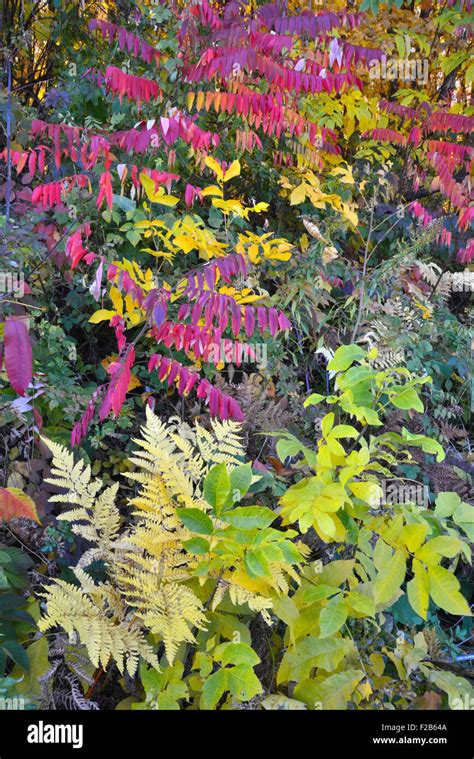 Fall color in Devil's Lake State Park near Baraboo, Wisconsin Stock Photo - Alamy