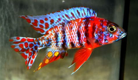 Colorful Fish 5 Aquarium Cichlidés, African Cichlid Aquarium, Cichlid Fish, Pretty Fish ...