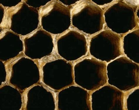 Honey comb structure is a perfect example of "Invoked Organization ...