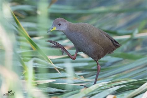 Brown Crake | Crakes | Rails, Crakes & Coots (Rallidae) | Gallery | WildArt | Birds of Indian ...