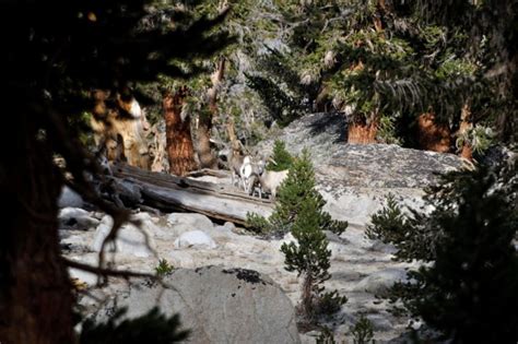 Free picture: sierra, Nevada, bighorn, sheep