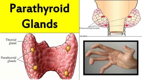 Function And Diseases Of The Parathyroid Glands | Hot Sex Picture