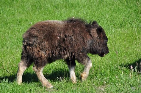 File:Baby musk ox.JPG - Wikimedia Commons