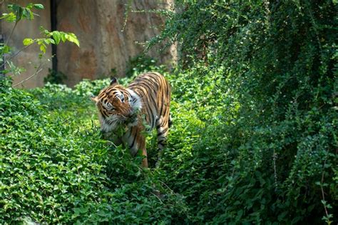 Premium Photo | Tiger walking in the forest