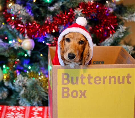 Butternut Box Review – Dog Food with a Difference! – woofwagwalk.co.uk