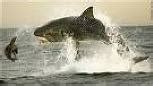 The Great White Shark attacks: Biggest Great White Shark