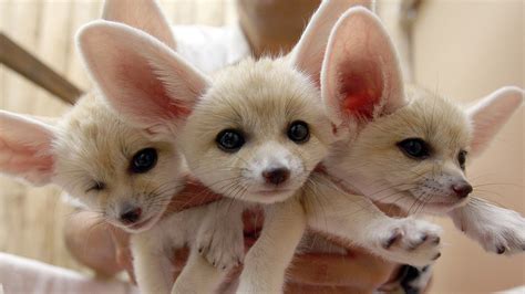 Baby Fennec Foxes - Daily Squee - Cute Animals - Cute Baby Animals - Cute Animal Pictures ...